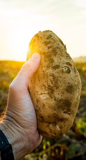 Farmer holding potato, with the sun rising in the background over the farmer's field